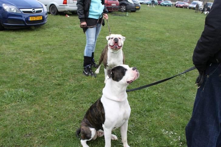 Amerikansk bulldog Margrethelund´s Chalou - Chalou til show i rørmosen og er her sammen med sin far. billede 7