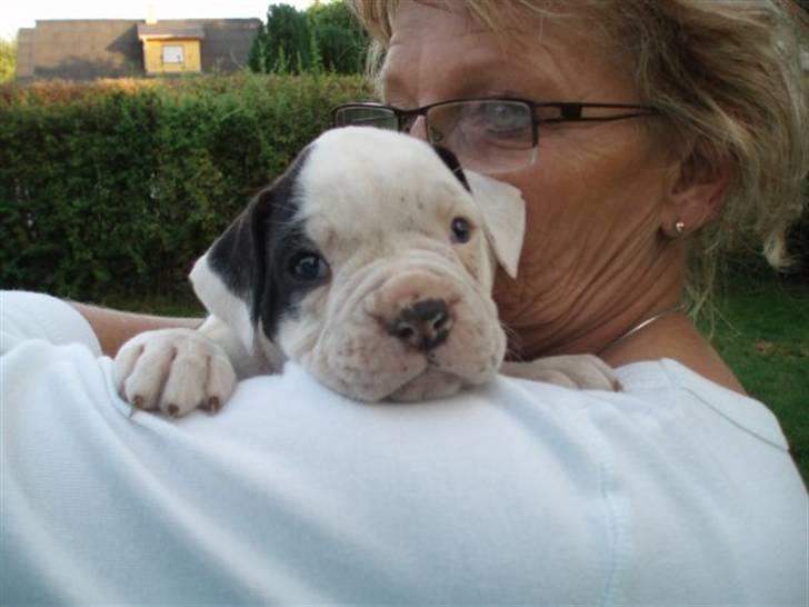 Amerikansk bulldog Margrethelund´s Chalou - Bedstemor og Chalou <3 billede 8