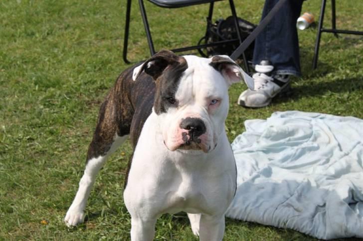 Amerikansk bulldog Margrethelund´s Chalou billede 9