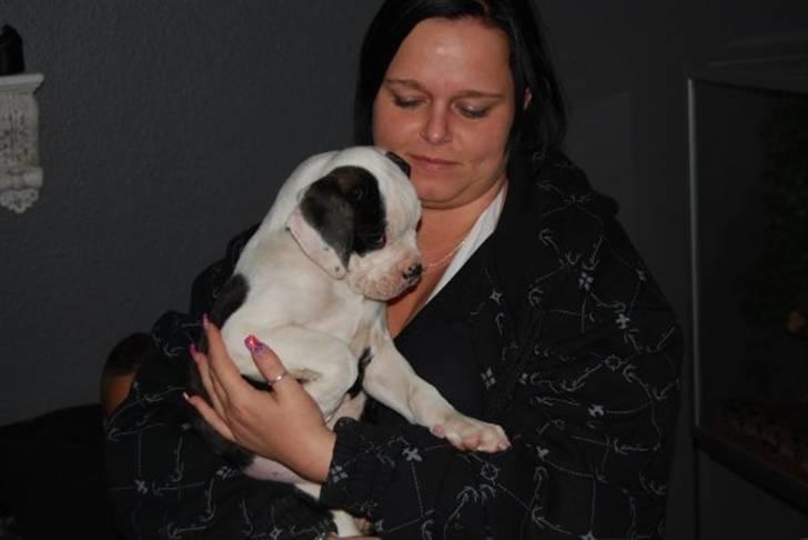 Amerikansk bulldog Margrethelund´s Chalou - hjemme hos mor:) billede 12