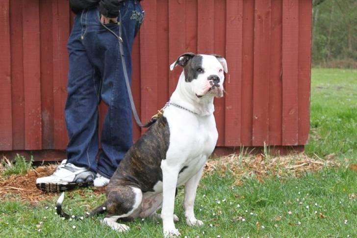 Amerikansk bulldog Margrethelund´s Chalou billede 14