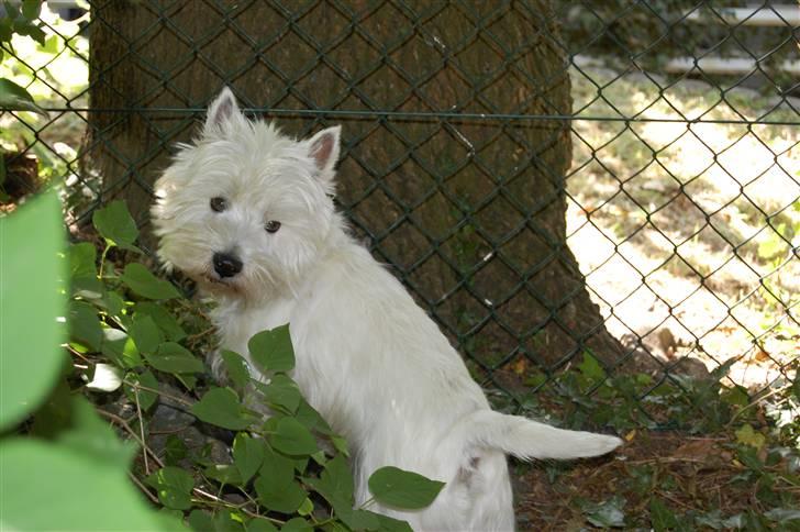 West highland white terrier Wass Ross billede 1