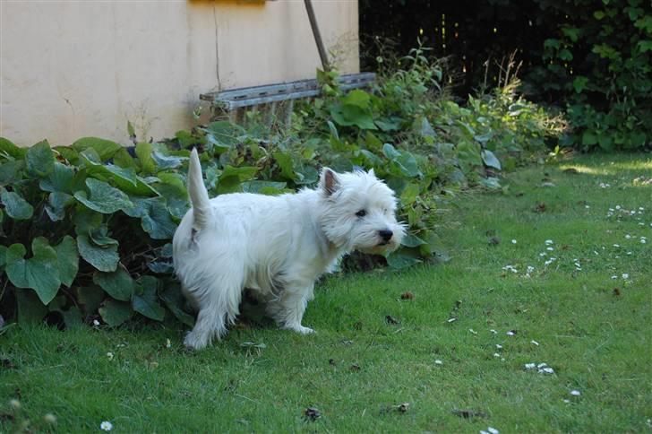 West highland white terrier Wass Ross billede 2
