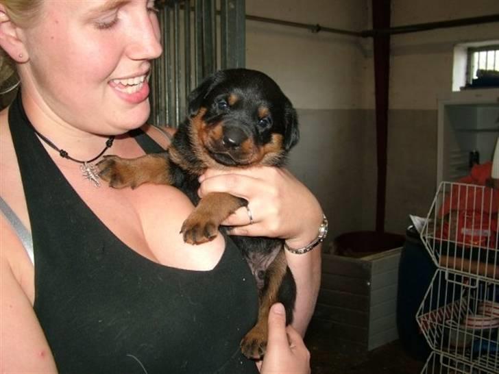 Rottweiler Qato - Qato den 21.07.09 billede 10