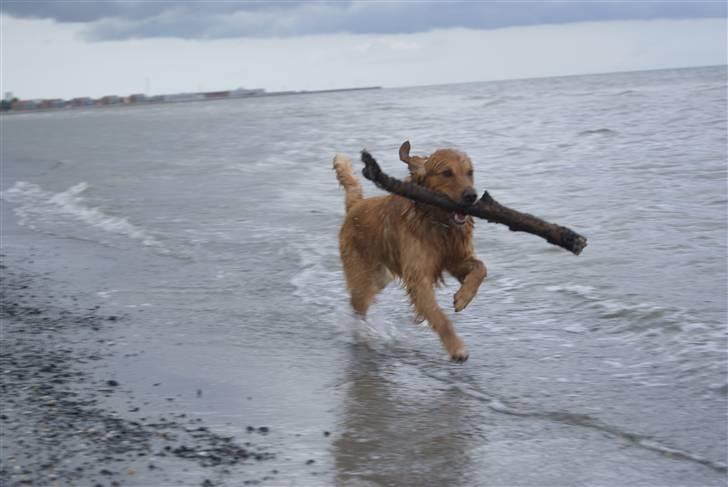 Golden retriever laban billede 13