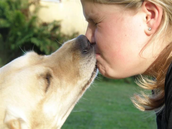 Labrador retriever sofus - vil du ikke have et myzz mor??? billede 19