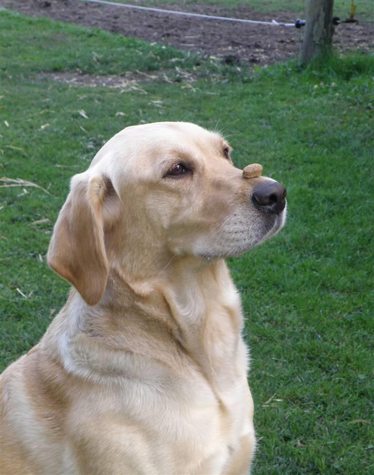 Labrador retriever sofus - hvis jeg sider stille må jeg spise den bagefter billede 20