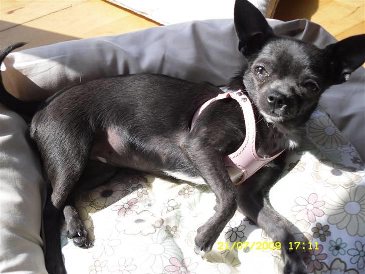 Chihuahua Ashanti billede 1