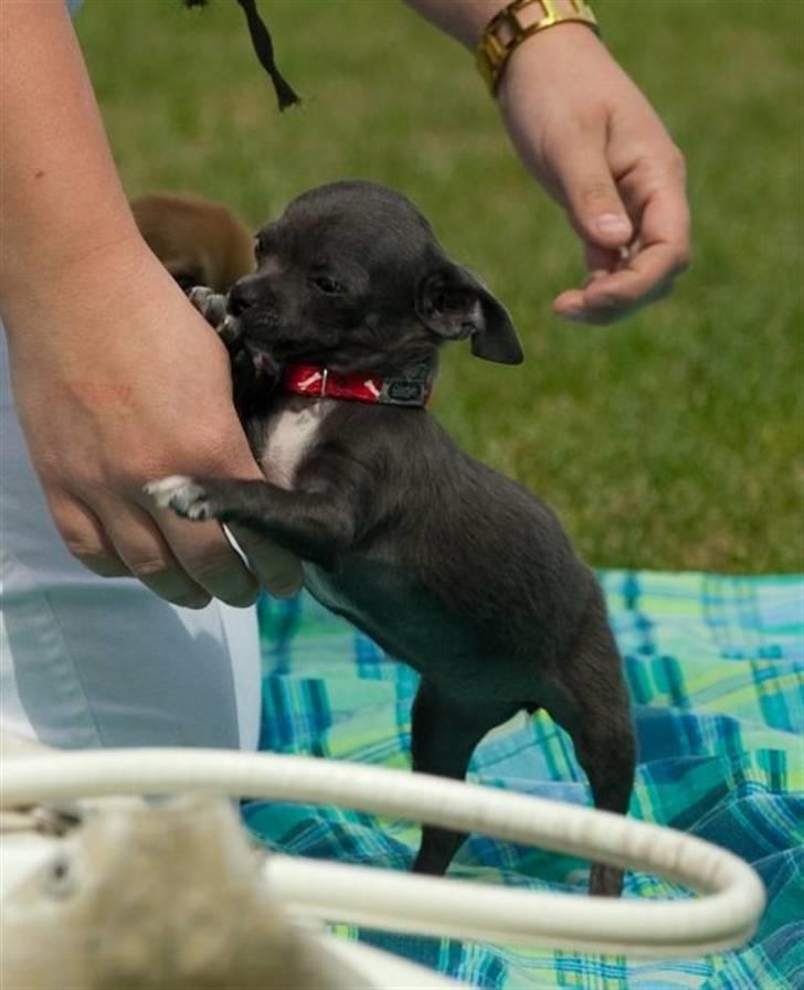 Chihuahua Ashanti billede 2