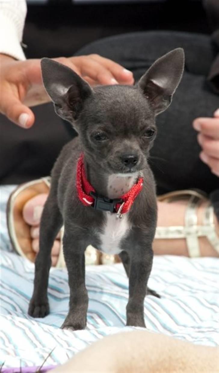 Chihuahua Ashanti billede 3