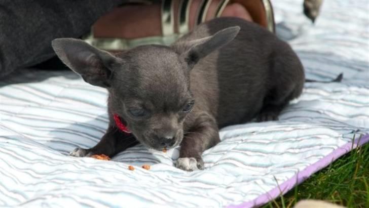 Chihuahua Ashanti billede 4