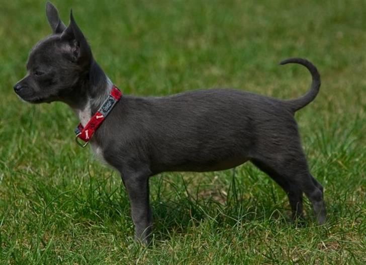 Chihuahua Ashanti billede 5