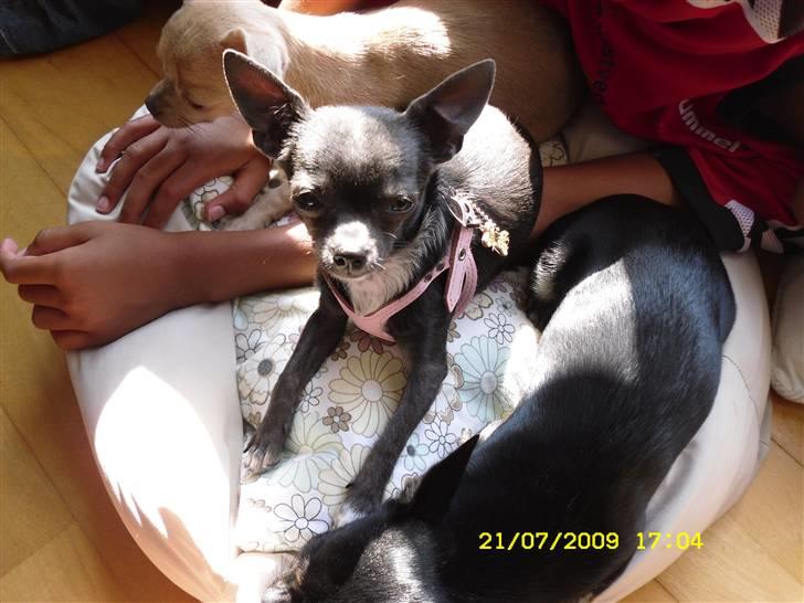 Chihuahua Ashanti billede 7