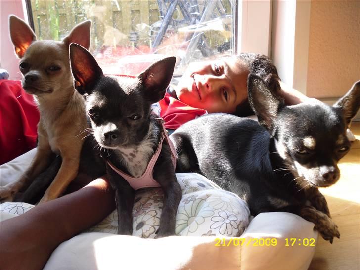 Chihuahua Ashanti billede 8