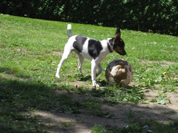 Dansk svensk gaardhund Mille - min bold!!! XD billede 1