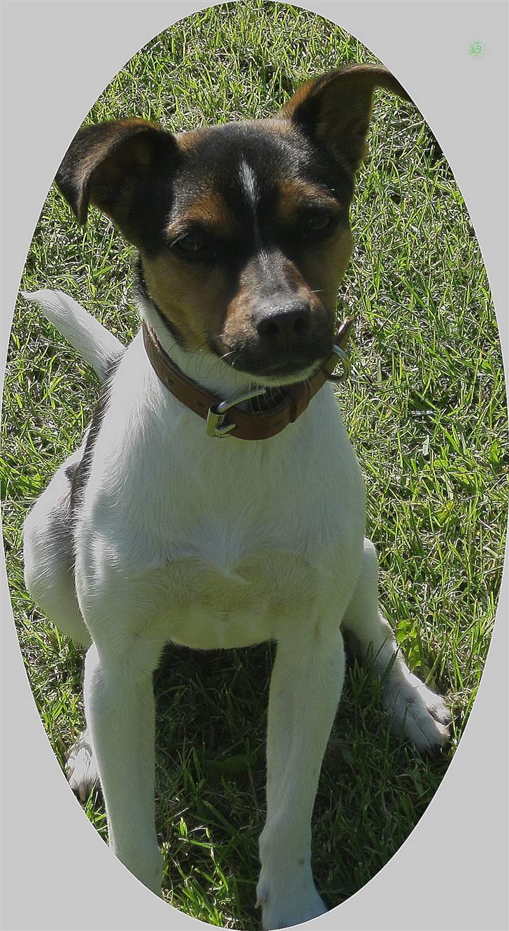 Dansk svensk gaardhund Mille - Er jeg ikke sød.. XD billede 2