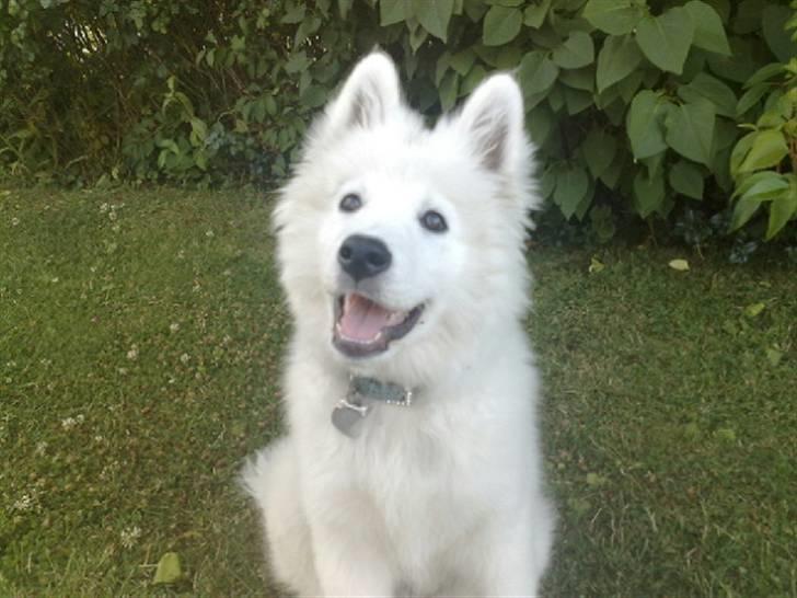 Samojedhund Samson - samson 14 uger billede 7