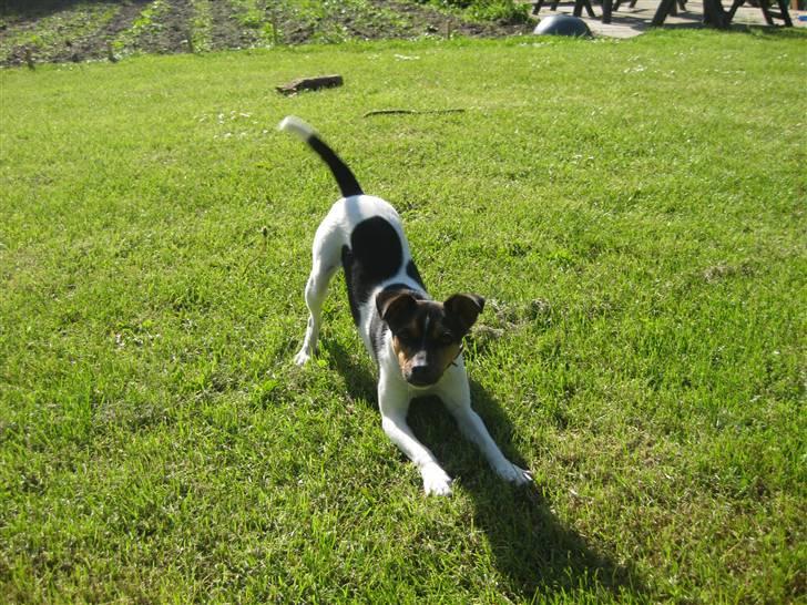 Dansk svensk gaardhund Mille - Kom så jeg er med på hvad som helst nu.. ;) billede 3