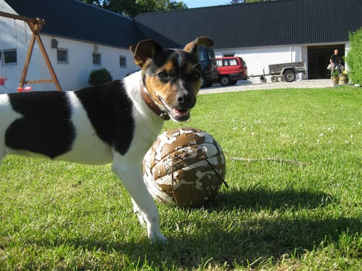 Dansk svensk gaardhund Mille - Hvad??? billede 4