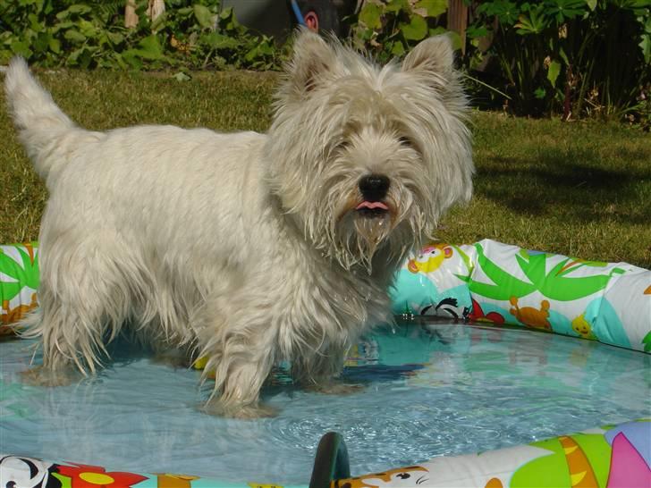 West highland white terrier Wass Ross billede 3