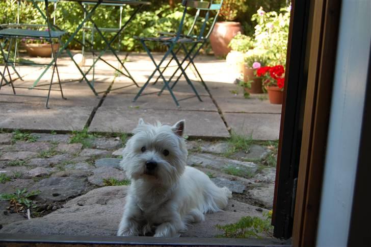 West highland white terrier Wass Ross billede 4