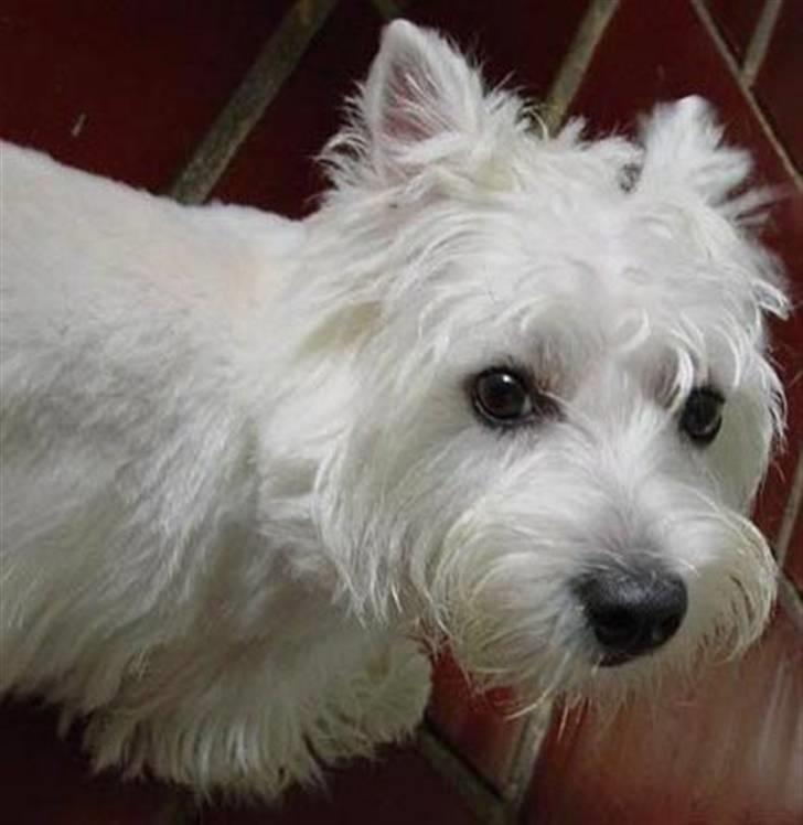 West highland white terrier Wass Ross billede 5