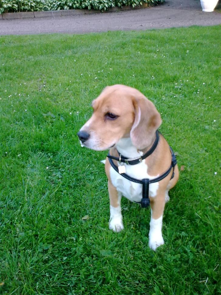 Beagle Freja billede 12
