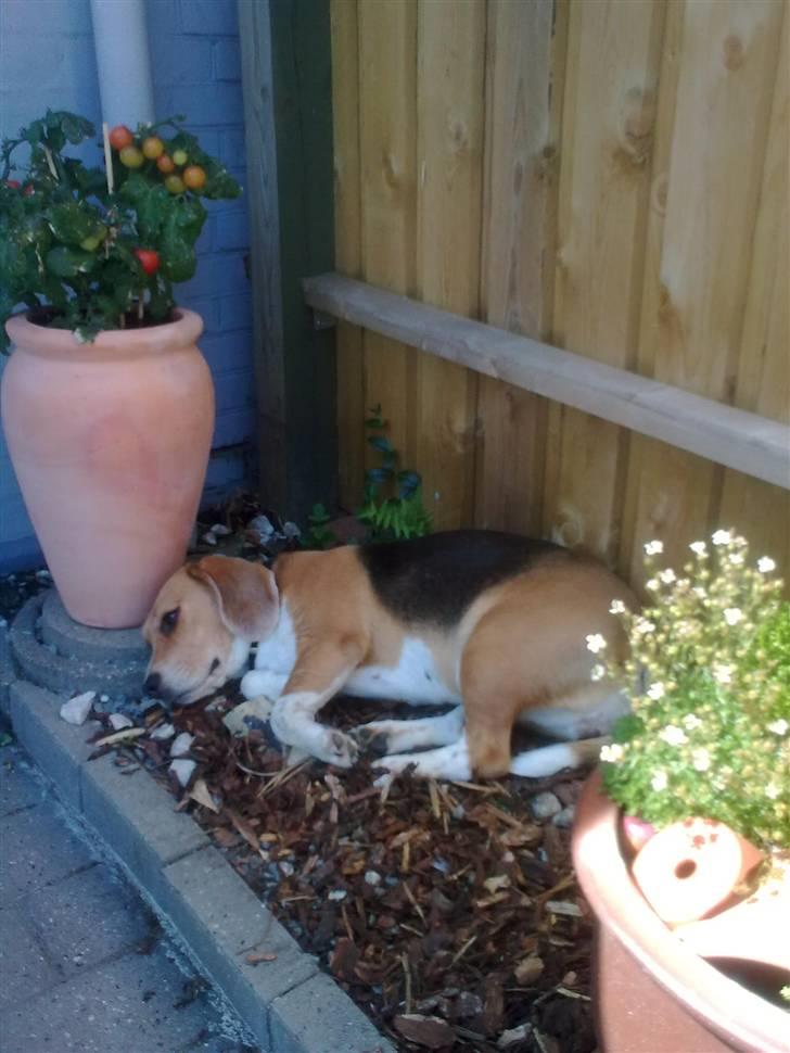 Beagle Freja billede 13