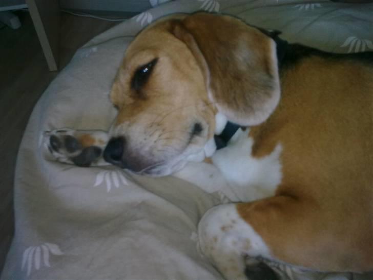 Beagle Freja billede 14