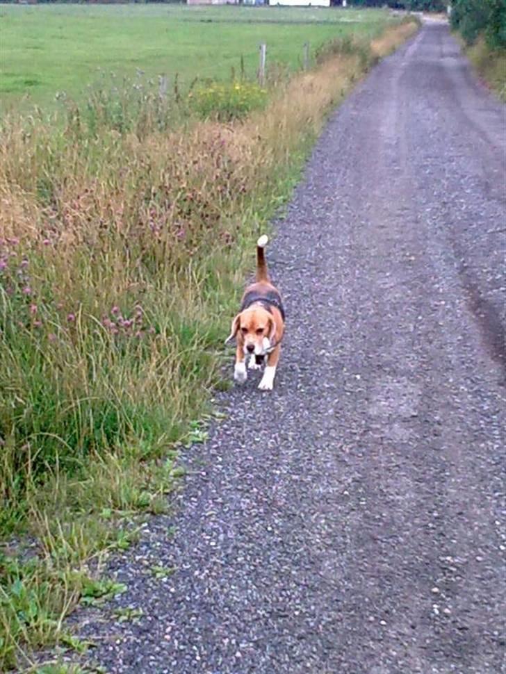 Beagle Freja billede 15