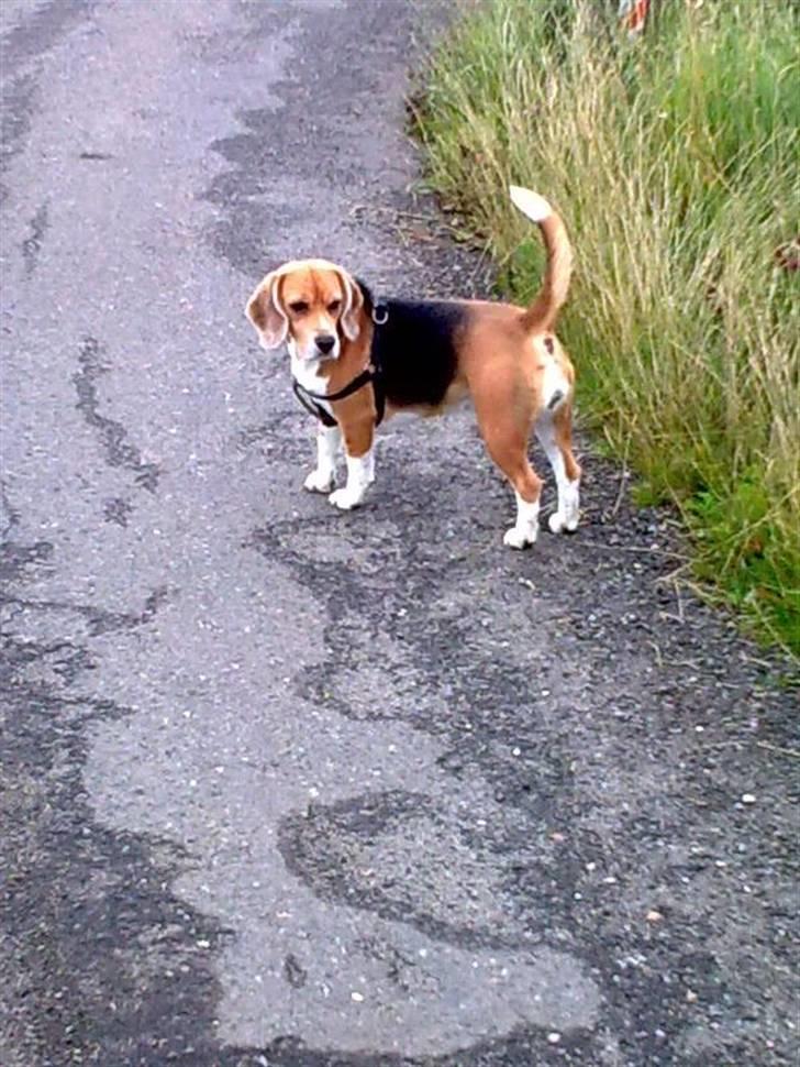 Beagle Freja billede 16