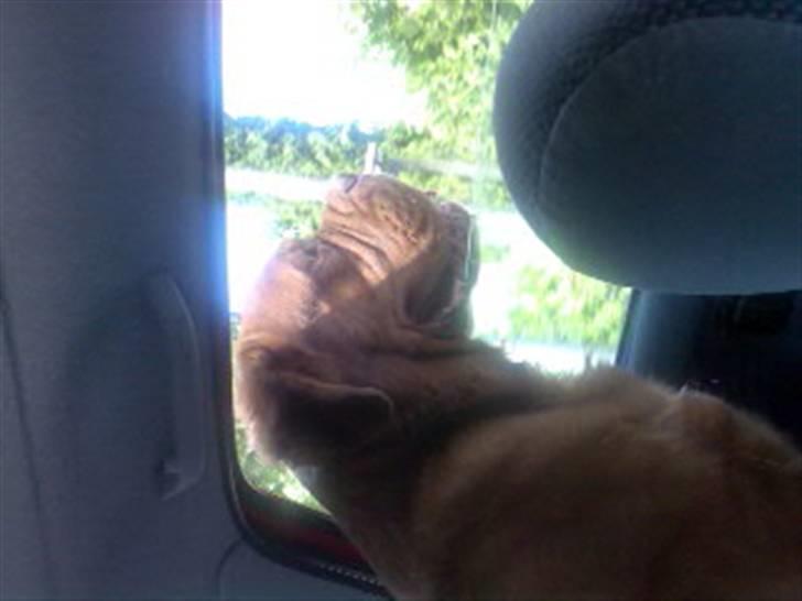 Dogue de bordeaux Tyzon billede 16