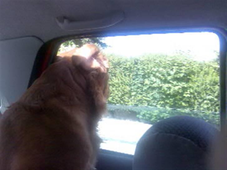 Dogue de bordeaux Tyzon billede 17