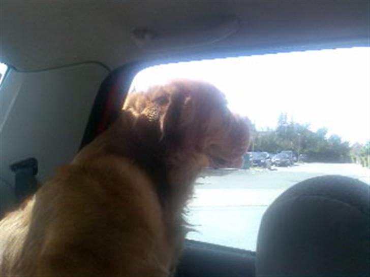 Dogue de bordeaux Tyzon billede 18