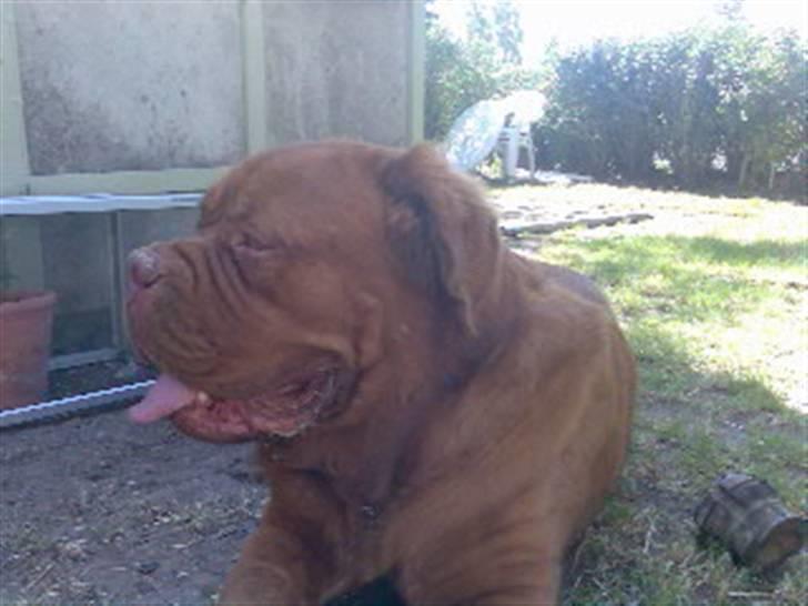 Dogue de bordeaux Tyzon billede 19