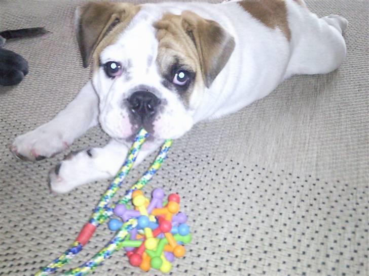 Engelsk bulldog Magnus billede 4