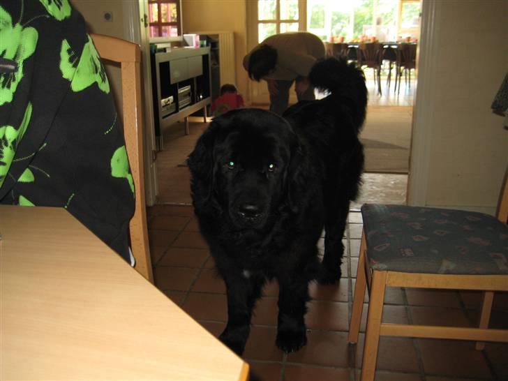 Newfoundlænder R.I.P "Nellie" billede 14