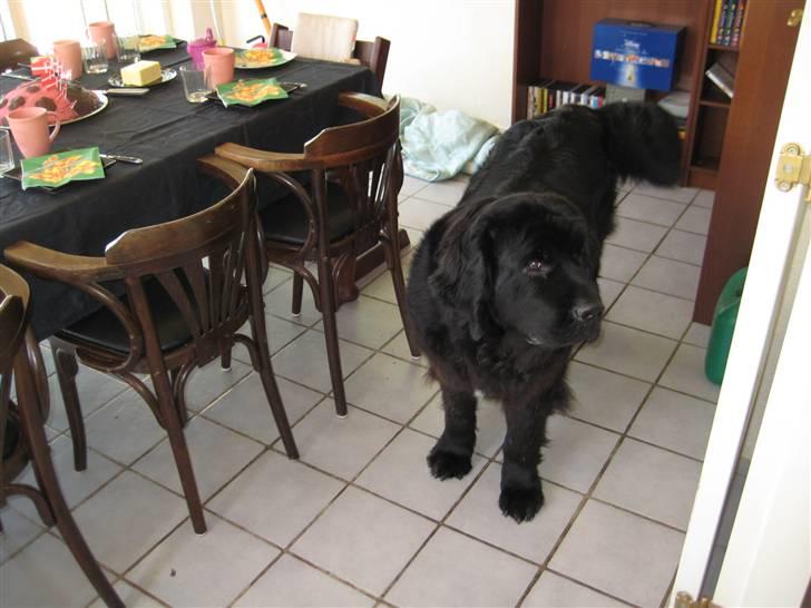 Newfoundlænder R.I.P "Nellie" billede 15