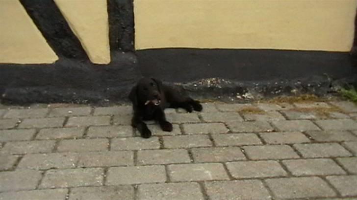 Labrador retriever Timberline Savannah billede 1