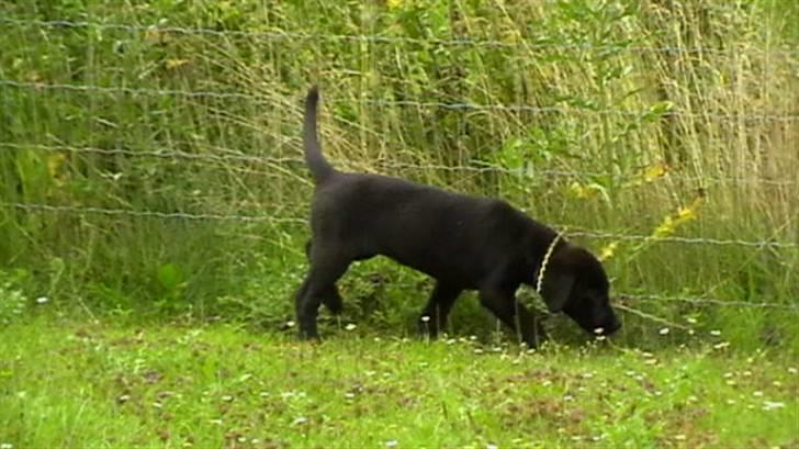 Labrador retriever Timberline Savannah billede 2