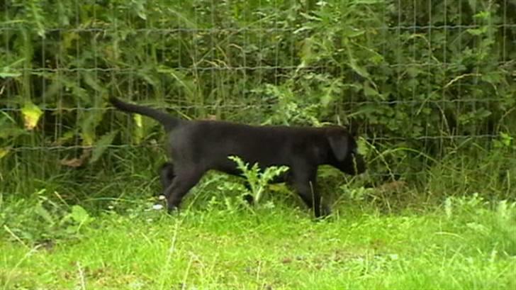 Labrador retriever Timberline Savannah billede 3