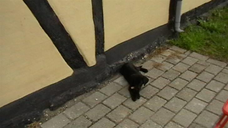 Labrador retriever Timberline Savannah billede 4