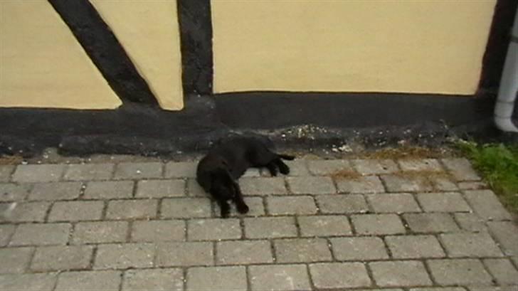 Labrador retriever Timberline Savannah billede 5