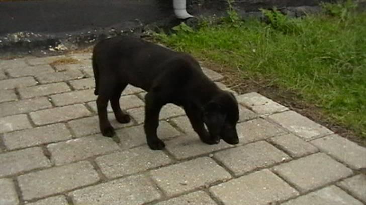 Labrador retriever Timberline Savannah billede 7