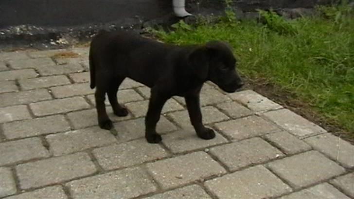 Labrador retriever Timberline Savannah billede 8