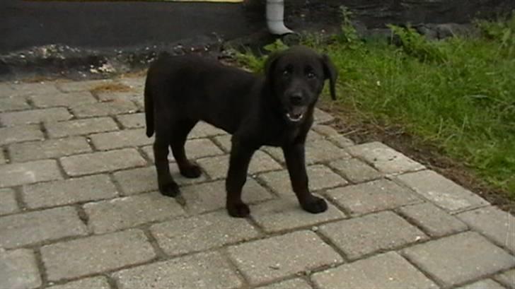 Labrador retriever Timberline Savannah billede 9