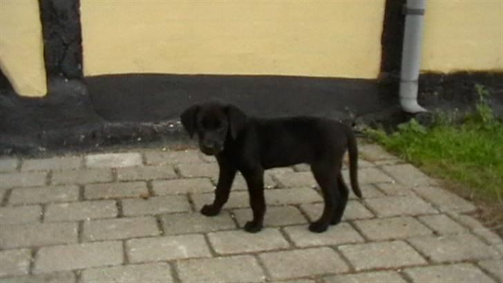 Labrador retriever Timberline Savannah billede 10