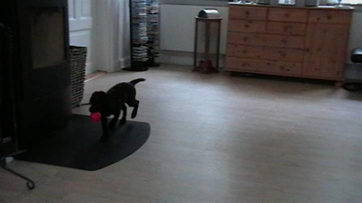 Labrador retriever Timberline Savannah billede 11