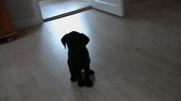 Labrador retriever Timberline Savannah billede 12