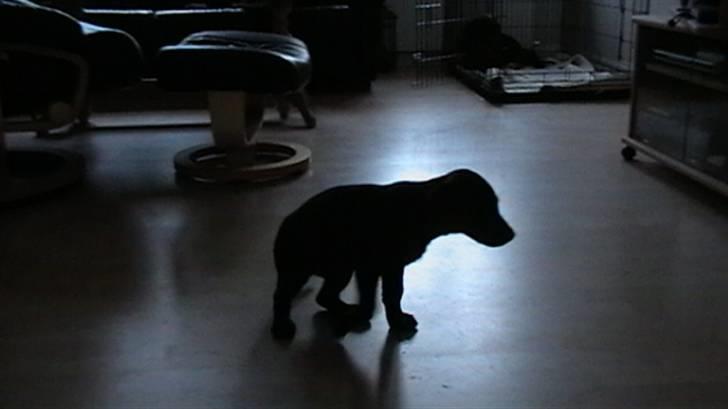 Labrador retriever Timberline Savannah billede 13